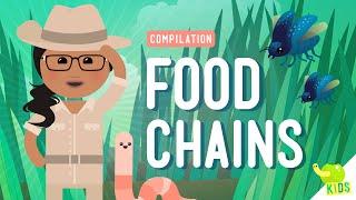 Food Chains Compilation Crash Course Kids