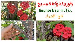 ايفوربيا ميلي، تاج الشوك، نبات مزهر سهل للمبتدئين، طريقة الاكثار و العناية Ephorbia Milii