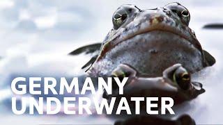 Germanys Secret Underwater World  All Out Wildlife
