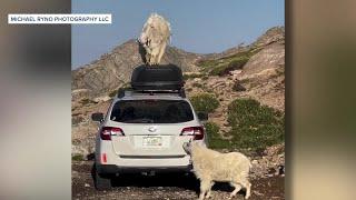 Watch Photographer captures goat dancing on Subaru at Mount Blue Sky