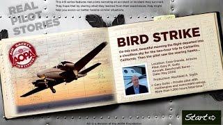 Real Pilot Story Bird Strike
