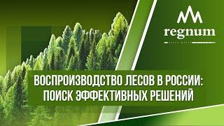 Представители власти и промышленники обсудили проблемы лесовосстановления