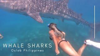 Swimming with whale sharks Oslob Cebu Philippines  Esthercwy