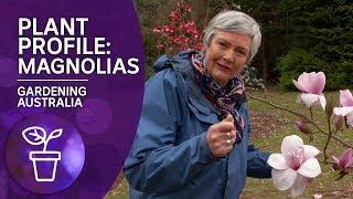 Plant Profile Caring and Planting Magnolias