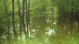 Clay County roads flood as water levels rise in Black Creek