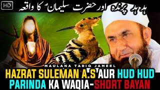 Hud Hud or Hazrat Suleman A.S ka Waqia  Maulana Tariq Jameel #AllAboutIslamOfficial