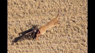 Golden eagle vs Roe deer vs Fox by Fada HD4K