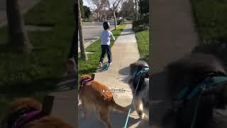 Huge Dog Takes Orders From Little Boy