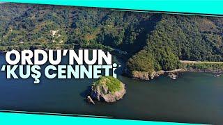 Ordu’nun Kuş Cenneti Hoynat Adasına İlgi Artıyor