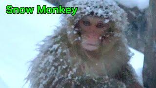 【SNOW  MONKEYS】291  out of park jigokudani  onsen  Korakukan  monkey  park  地獄谷温泉　後楽館　野猿公苑　雪猿