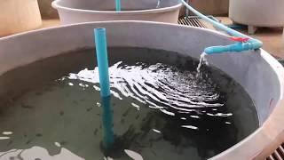 Catfish farming at home use water flow  Fish farming at home in water tank  Easy fish farming