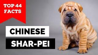 99% of Chinese Shar Pei Owners Dont Know This