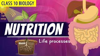 CLASS 10 LIFE PROCESSES FULL CHAPTER Animation PART - 1   NCERT Science chapter 6 Nutrition