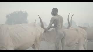 Mundari tribe man covering his cow in ash to repel flies and mosquitoes South Sudan