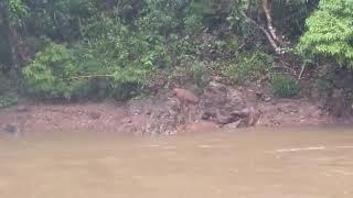 Red Burmese Serrow In Nongkhyllem Meghalaya India