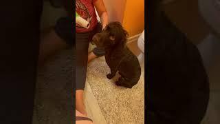 Love Dogs?  Our Boykin Spaniel Gus gets a Blow Dry after going on the boat  Check out the end...