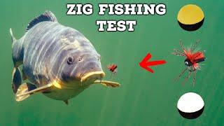 How do carp react to zig rigs? First takes ever filmed underwater