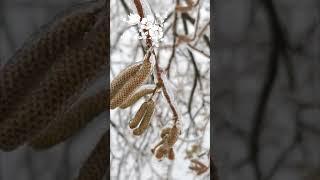 Последствия ледяного дождя зимой  Effects of freezing rain in winter