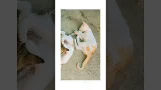 kittensmeowingeatinglovely kittensplaying time#kitten #viral #shorts #ytshorts #youtube #views