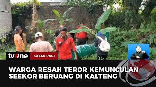 Ngeri Beruang Madu di Kalteng Teror Warga  Kabar Pagi tvOne