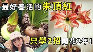 好看又好养的盆栽朱顶红！扔土上就能生长，放一放就能开花！教你2招，花多到开不完！Vermilion Redヴァーミリオン【一月廿七】