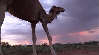 Thinking about animals out in a beautiful monsoon VLOG + Nandi says hi