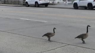 Crazy Geese hit the street cross dangerous road twice - nerve racking to watch