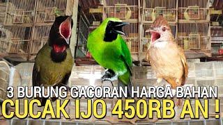 BONUS GACOR  HARGA BAHAN PASAR BURUNG PRAMUKA CUCAK IJO 450RB TROTOLAN KIOS BURUNG SENDI