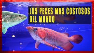 LOS 5 PECES MÁS COSTOSOS DEL MUNDO