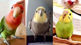 FUNNY AND CUTE PARROTS - TRY NOT TO LAUGH ️