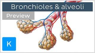 Bronchioles and alveoli Structure and functions preview - Human Anatomy  Kenhub