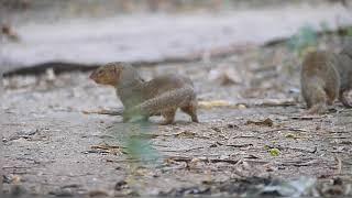 mating mongoose 5