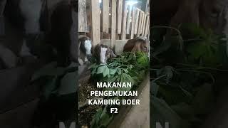 KAMBING BOER F1