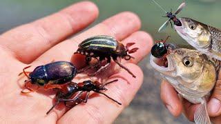 Почти живые насекомые Очень реалистичные приманки на голавля