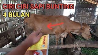 CIRI CIRI SAPI BUNTING 4 BULAN