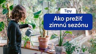 Ako pripraviť izbové rastliny na chladné obdobie  BIANO.sk + @mini_plante