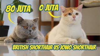 KUCING BRITISH SHORTHAIR VS JOWO SHORTSHAIR