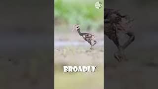 African Jacanas’ Role Reversal Fathers Raise Chicks