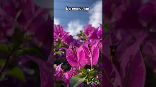 Бугенвилея и Бальзамин #plants #nature #shortvideo #shorts #комнатныерастения #доминикана