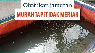 obat alami untuk ikan jamuran