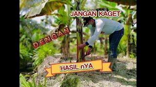 CARA MERAWAT POHON PISANG AGAR CEPAT BERBUAH ‼️ BANANA TREE