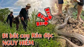 Rắn Độc Nguy Hiểm  Chuyên gia chia sẻ những kỹ năng SĂN BẮT hàng đầu  TGSB #985