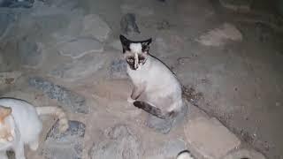 Young stray cats eagerly await their nightly feed  So cute