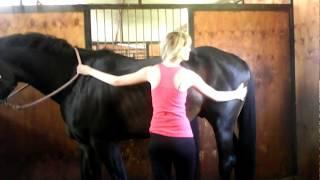 Horse Massage #3