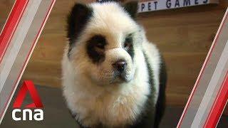 Panda dog cafe in Chengdu China stirs controversy