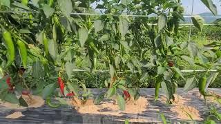 고추재배 이사부 팜 의 가성비농법  예약물량 완판