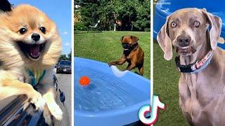 Funny DOG Videos  Cute PUPPIES Compilation 