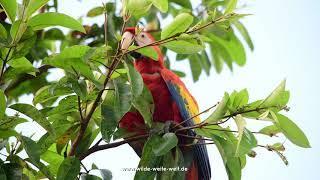 Red Macaws  Rote Aras in Reforma Agraria Chiapas - www.wilde-weite-welt.de