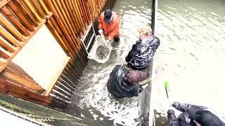 Spawning Summer steelhead at Cedar Creek Hatchery