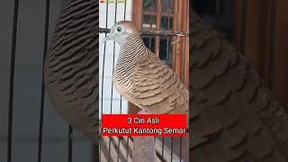 3 Ciri Asli Perkutut Kantong Semar #perkututkaturanggan #mitosperkutut #perkututmistis